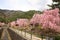 Japanese thatched roof house and cherry blossoms