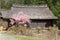 Japanese thatched roof house and cherry blossoms