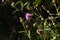Japanese thistle Cirsium japonicum