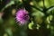 Japanese thistle Cirsium japonicum