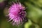 Japanese thistle Cirsium japonicum