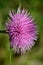 Japanese thistle flowers