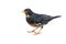 Japanese thrush bird