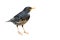 Japanese thrush bird