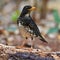 Japanese thrush bird