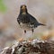 Japanese thrush bird