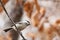 Japanese tit or Oriental tit Parus minor sitting on tree branch on blurred dry oak leaves background closeup. Wild passerine bir