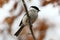 Japanese tit or Oriental tit Parus minor sitting on tree branch on blurred dry oak leaves background closeup. Wild passerine bir