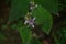 Japanese toad lily ( Tricyrtis hirta ) flowers. Liliaceae perennial plants.