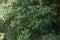 Japanese tobira Cheesewood ( Pittosporum tobira ) fruits and seeds. Pittosporaceae dioecious evergreen shrub.