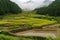 Japanese traditional agriculture landscape of terrace rice paddy