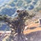 Japanese Travel Destinations. Two Japanese Baby Macaque On Tree at Arashiyama Monkey Park Iwatayama in Kyoto, Japan