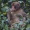 Japanese Traveling. Portrait of Eating Baby Japanese Macaque On Tree at Arashiyama Monkey Park Iwatayama in Kyoto, Japan