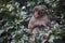 Japanese Traveling. Portrait of Eating Baby Japanese Macaque On Tree at Arashiyama Monkey Park Iwatayama in Kyoto, Japan