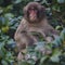 Japanese Traveling. Portrait of Eating Baby Japanese Macaque On Tree at Arashiyama Monkey Park Iwatayama in Kyoto, Japan