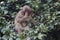 Japanese Traveling. Portrait of Eating Baby Japanese Macaque On Tree at Arashiyama Monkey Park Iwatayama in Kyoto, Japan
