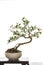 Japanese tray plant art, beautiful bonsai