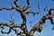 Japanese Tree - Crown in Winter