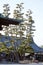Japanese tree at Daiganji Temple, Miyajima