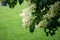 Japanese tree lilac flowers