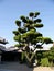 Japanese tree on the temple backyard