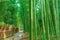 Japanese trees. Sagano Bamboo Forest,