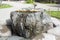 Japanese Tsukubai: Stone Basin for Purification at Chusonji Temple in Hiraizumi