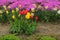 Japanese Tulips and Purple Flowers Carpenter