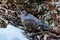 Japanese turtle dove after snow