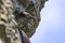 Japanese, or Ussuriian cormorant Phalacrocorax capillatus on the edge of a cliff on the seashore