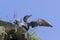 Japanese, or Ussuriian cormorant Phalacrocorax capillatus on the edge of a cliff on the seashore