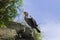 Japanese, or Ussuriian cormorant Phalacrocorax capillatus on the edge of a cliff on the seashore