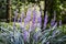 Japanese violet lilyturf in herb graden, Nara,Japan