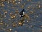 Japanese wagtail in the Hikiji River 6