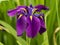 Japanese water iris, Iris ensata, in full bloom