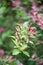 Japanese Weigela japonica, rosey-red buds and budding flowers