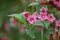 Japanese Weigela japonica, rosey-red flowers with bumblebee