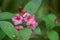 Japanese Weigela japonica, rosey-red, tubular flowers