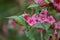 Japanese Weigela japonica, rosey-red, tubular inflorescence