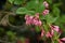 Japanese weigela ( Weigela hortensis ) flowers.