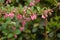 Japanese weigela ( Weigela hortensis ) flowers.
