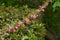 Japanese weigela ( Weigela hortensis ) flowers.