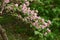 Japanese weigela ( Weigela hortensis ) flowers.