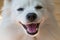 Japanese white, Asian Spitz cute pet dog