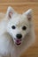 Japanese white, Asian Spitz cute pet dog