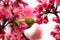 Japanese White Eye on a Cherry Blossom Tree