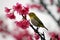 Japanese White Eye on a Cherry Blossom Tree