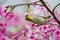 Japanese White-eye with pink cherry blossoms