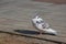 Japanese white lovely dove bird standing on the rock paving stone way.