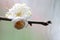 Japanese white plum on rainy background